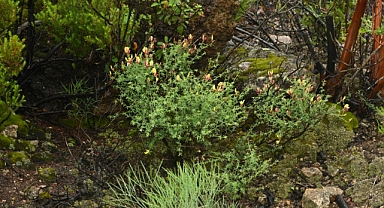 “İzmirborçağı” literatüre kazandırıldı