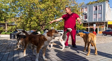 Sahipsiz köpeklerin sayımı başladı.
