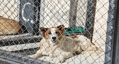 Hayvan Barınağında Orman Yangını Tatbikatı