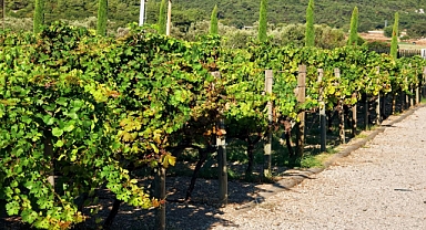 İzmir bağcılık mirasını koruyan Iter Vitis Rotası'na katıldı