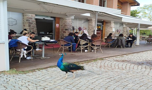 Tasarımcılar, hayvanların refahı için işbaşında!