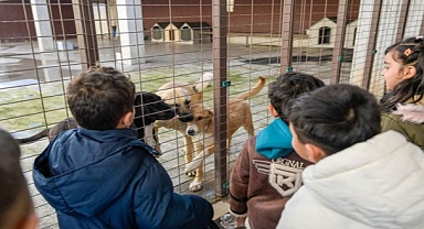 86 bin tedavi, 13 bin kısırlaştırma