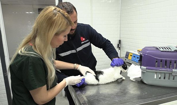 Bayraklı’daki Hayvan Bakımevinde Kapsamlı Yenileme